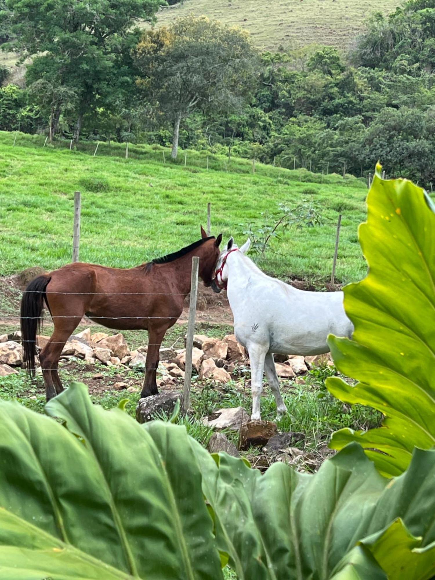 Hotel Fazenda Do Engenho Santa Rita do Rio Abaixo Zewnętrze zdjęcie